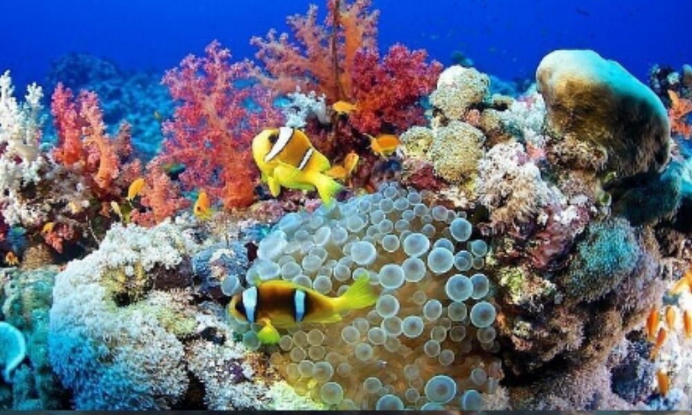Marsa Alam 7