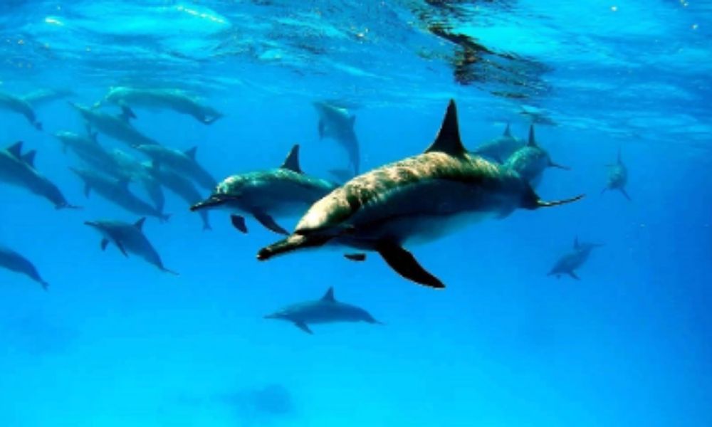 Marsa Alam 9